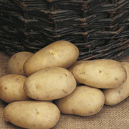 Unbranded All-Round Potato Collection - Mid Season 3 kg (1