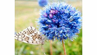Unbranded Allium Bulbs - Blue Drumstick