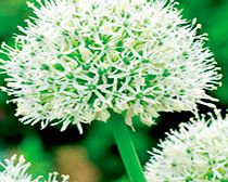 Unbranded Allium Bulbs - Mount Everest