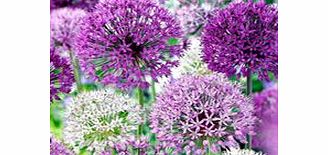 Unbranded Allium Bulbs - Purple Mix