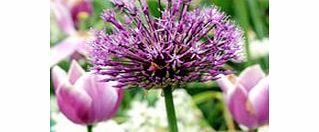Unbranded Allium Bulbs - Purple Sensation