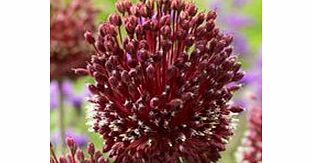 Unbranded Allium Bulbs - Red Mohican