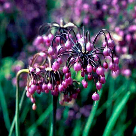 Unbranded Allium Guinevere Seeds Average Seeds 55