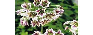 Unbranded Allium Nectaroscordum Bulbs - Sicilum
