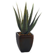 Unbranded Aloe Vera In A Broze Pot