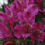 Unbranded Alstroemeria Inticancha Potted Plants - Hot Pink