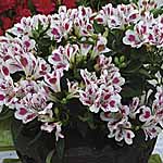 Unbranded Alstroemeria Inticancha Potted Plants - White-Pink