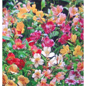 This exotic garden plant has clusters of pink  rose  yellow and orange flowers on long stems and is 