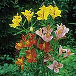Unbranded Alstroemeria Ligtu Hybrids Seeds 424112.htm