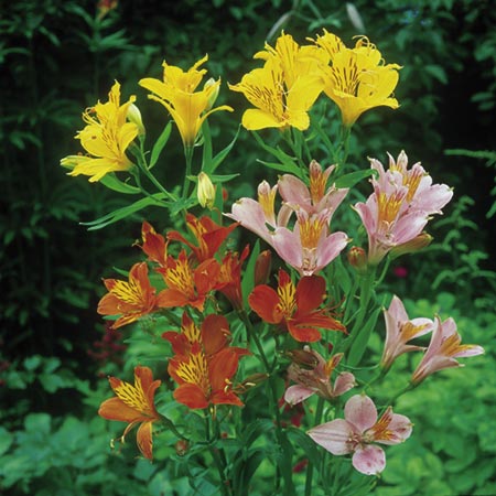 Unbranded Alstroemeria Ligtu Hybrids Seeds Average Seeds 30
