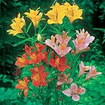 Unbranded Alstroemeria Ligtu Hybrids Seeds