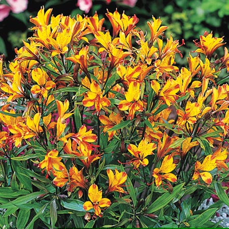 Unbranded Alstroemeria Sweet Laura Pack of 2 Bare Roots