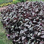 Captivating dark purple foliage  ideal as a foil to other bedding items or as a pot plant for the pa