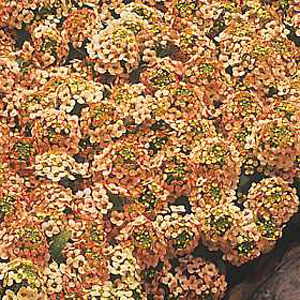 Unbranded Alyssum Apricot Shades Seeds