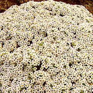 Unbranded Alyssum Avalanche Seeds