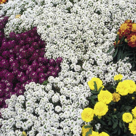Unbranded Alyssum Carpet of Snow Seeds Average Seeds 1250