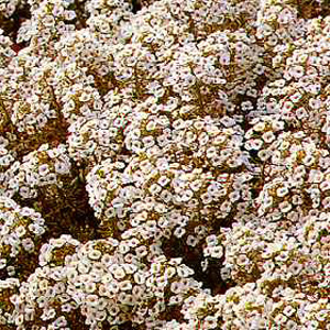 Unbranded Alyssum Carpet of Snow Seeds