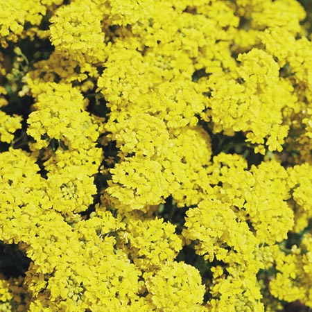 Unbranded Alyssum Montanum Mountain Gold Seeds Average