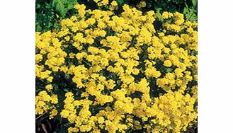 Unbranded Alyssum Plants - Golden Queen