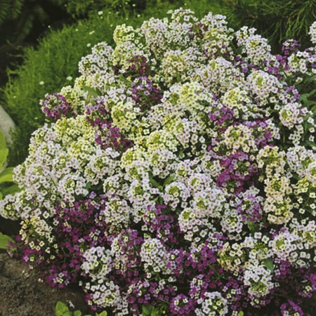 Unbranded Alyssum Rally Formula Mixed Seeds Average Seeds