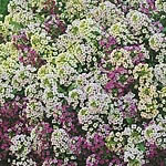 Unbranded Alyssum Rally Formula Mixed Seeds