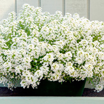 Unbranded Alyssum Seeds - North Face