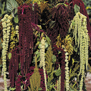Unbranded Amaranthus Magic Fountains Seeds
