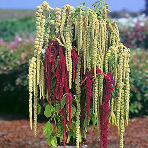 Unbranded Amaranthus Pony Tails Seeds