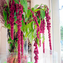 Unbranded Amaranthus Seeds - Crimson Fountains Mix