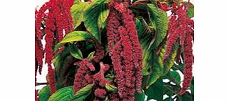 Unbranded Amaranthus Seeds - Crimson
