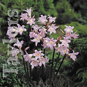 Unbranded Amaryllis Belladonna Jersey Lily Bulb