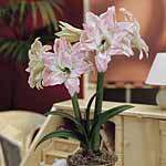 Unbranded Amaryllis Double Aphrodite