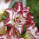 Unbranded Amaryllis Double Blossom Peacock