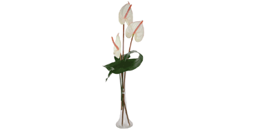 Unbranded Amazing Anthurium with Vase