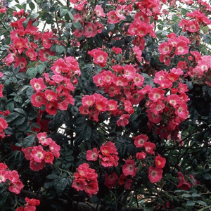 Unbranded American Pillar - Climbing Rose