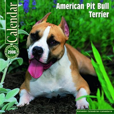 American Pit Bull Terrier Calendar