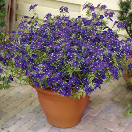 Unbranded Anagallis Skylover Blue Plants Pack of 5 Pot