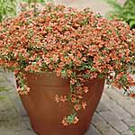 Unbranded Anagallis Skylover Orange Plants