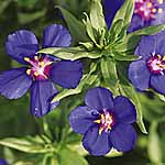 Unbranded Anagallis Twin Pack Plants - Skylover Blue and