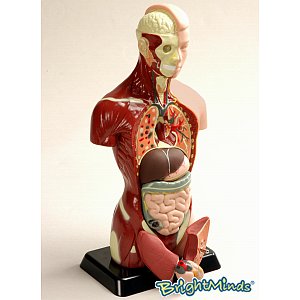 Unbranded Anatomy model