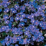 Star-like blooms of beautiful ultramarine-blue carried in clusters on long sprays rather like giant 