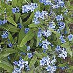 Unbranded Anchusa The Bees Knees Seeds 414526.htm