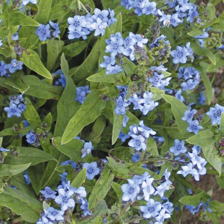 Unbranded Anchusa The Bees Knees Seeds Average Seeds 45