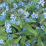 Unbranded Anchusa The Bees Knees Seeds
