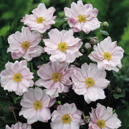 Unbranded Anemone Japanese Plant Twin Pack - Queen