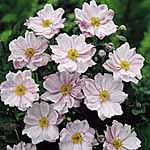 Unbranded Anemone Japanese Queen Charlotte Plants