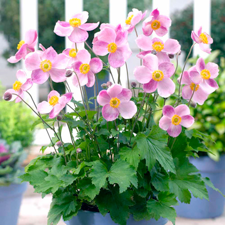 Unbranded Anemone Little Princess Plants Pack of 3 Potted