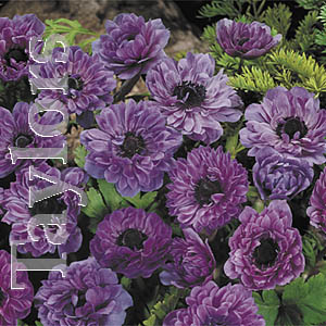 The Lord Lieutenant produces spectacular double flowered anemone in a stunning violet blue.