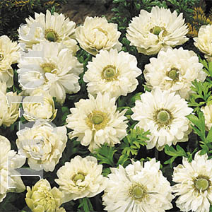 The Mount Everest produces beautiful white double flowered anemone.