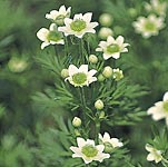 Unbranded Anemone Multifida Annabella White